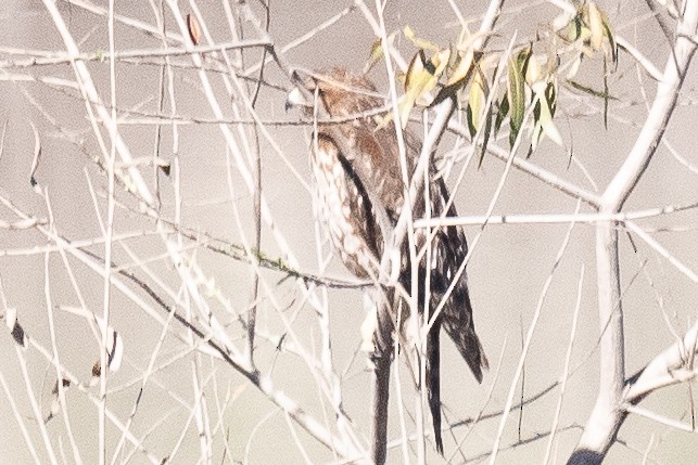 Red-shouldered Hawk - Annie Flower