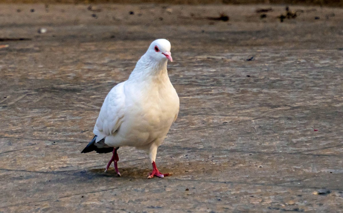 Rock Pigeon - ML410112271