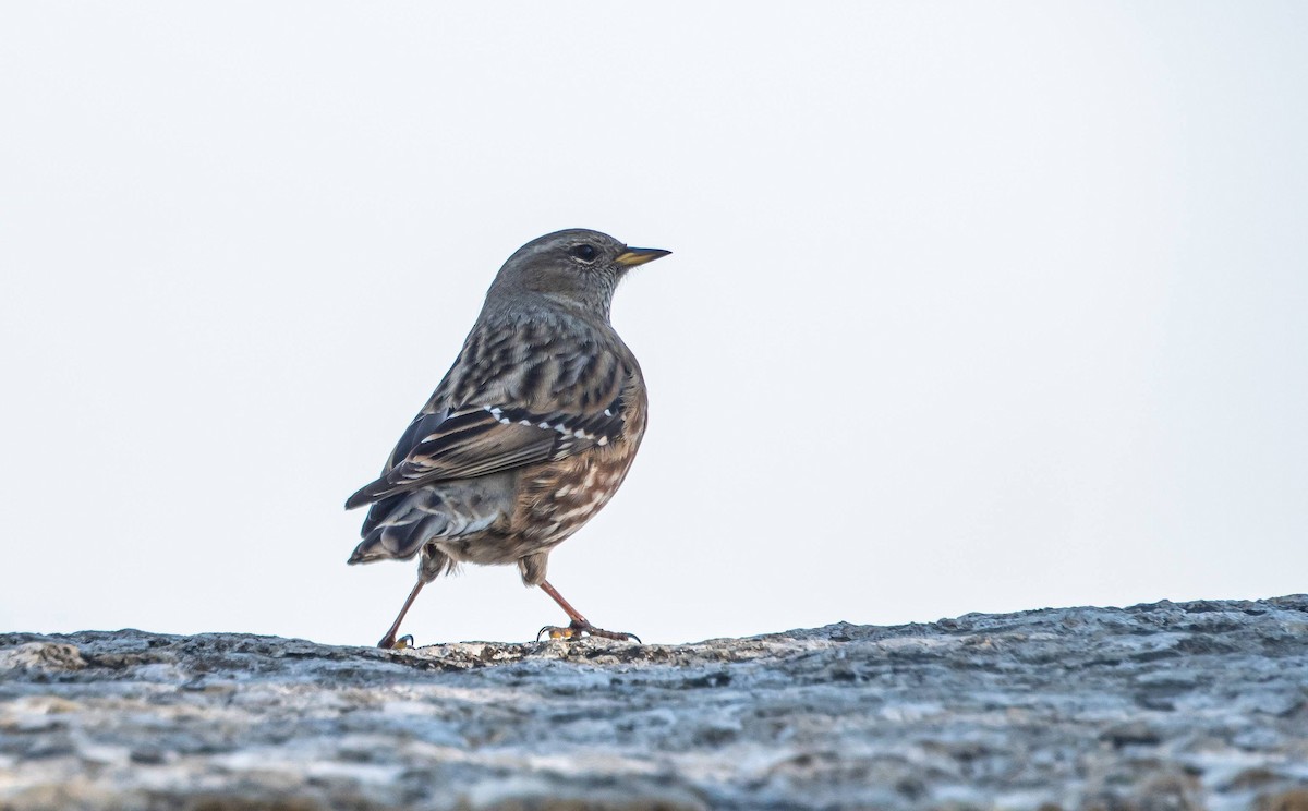 Alpine Accentor - ML410112351