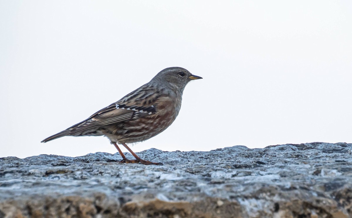 Alpine Accentor - ML410112361