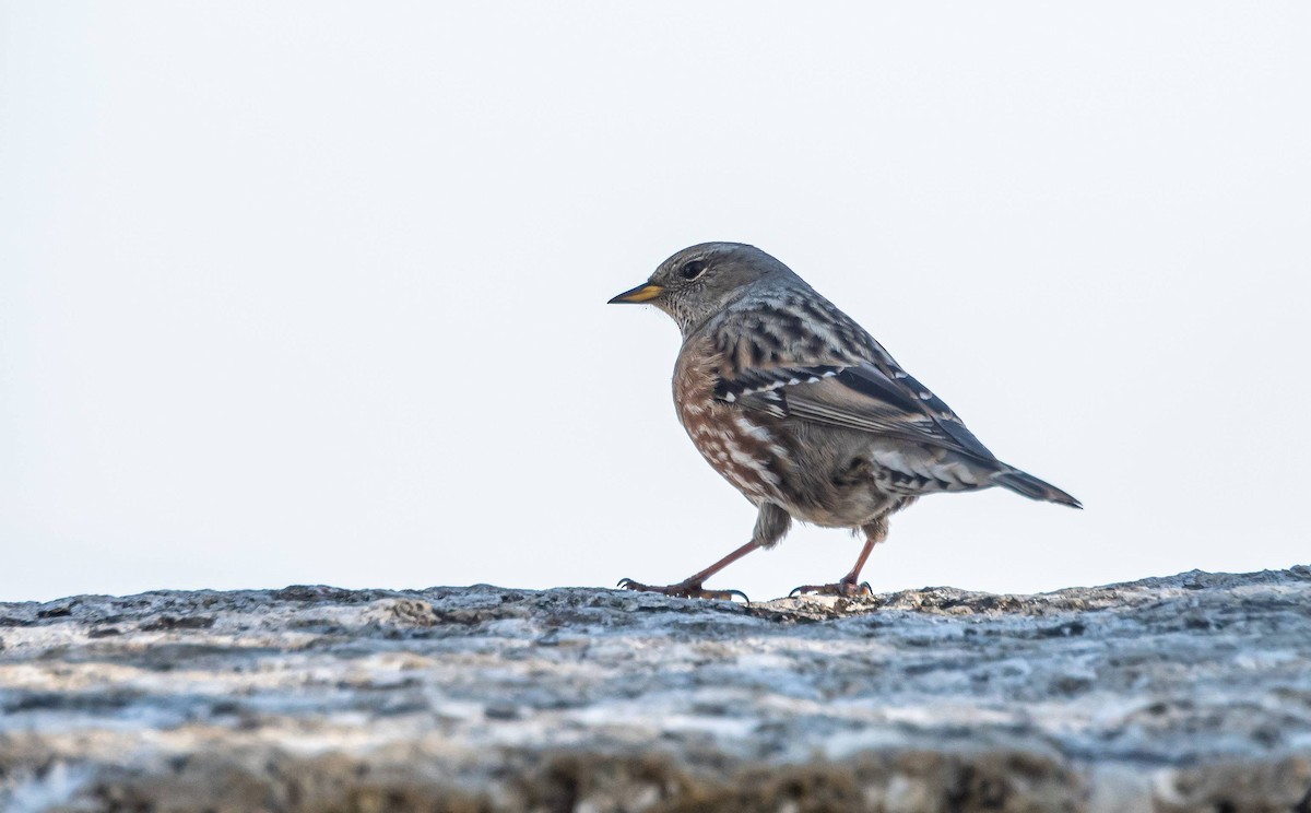 Alpine Accentor - ML410112371