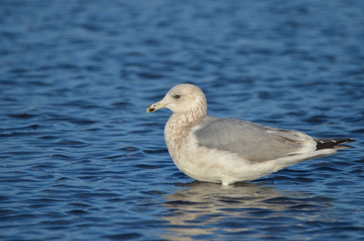 Iceland Gull (Thayer's) - Andrew Jacobs