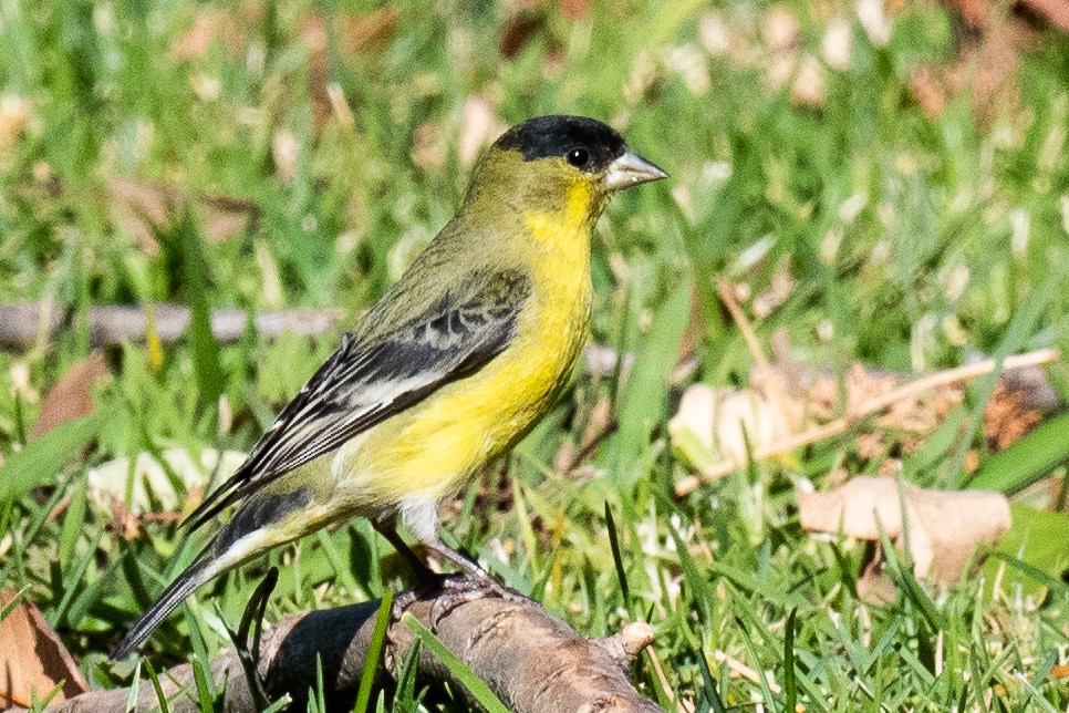 Lesser Goldfinch - ML410118101