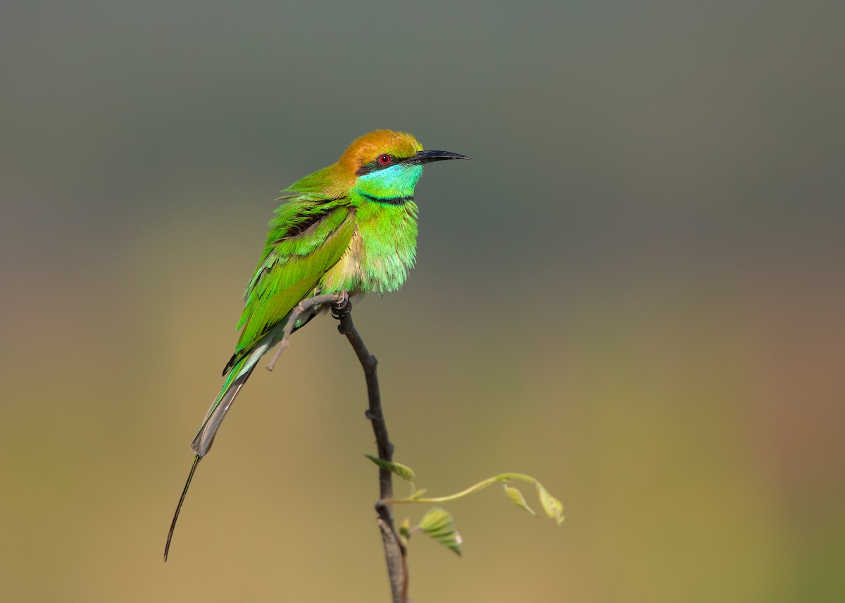 Asian Green Bee-eater - Ayuwat Jearwattanakanok