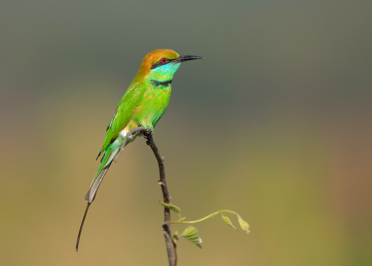 Asian Green Bee-eater - ML410122431