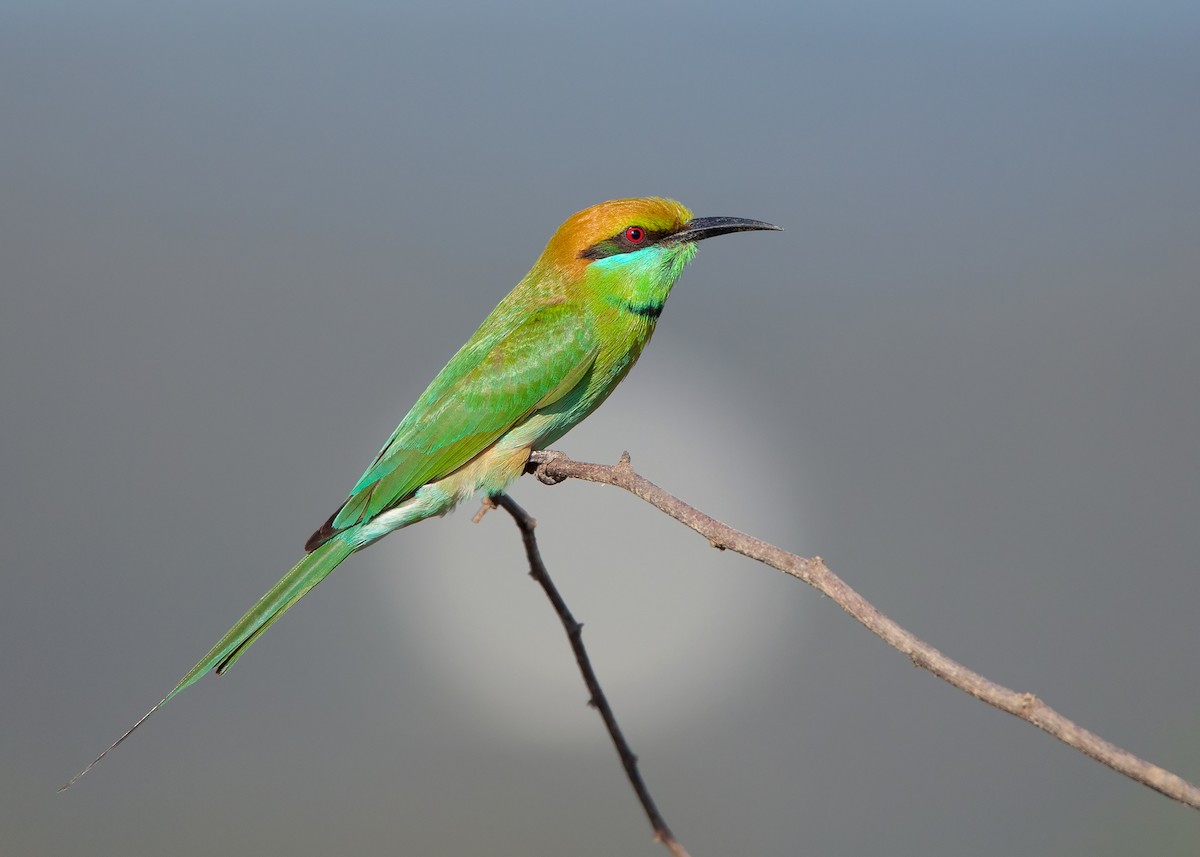 Asian Green Bee-eater - ML410122441