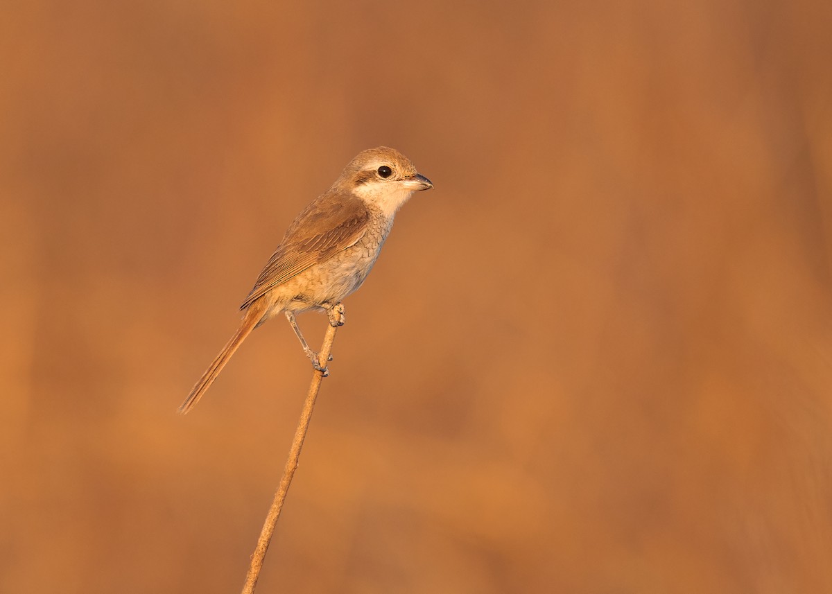 Brown Shrike (Brown) - Ayuwat Jearwattanakanok