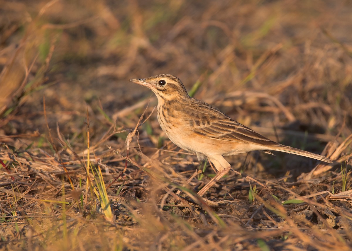 Richard's Pipit - ML410122701