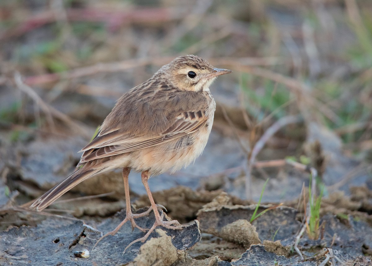 Richard's Pipit - ML410122741