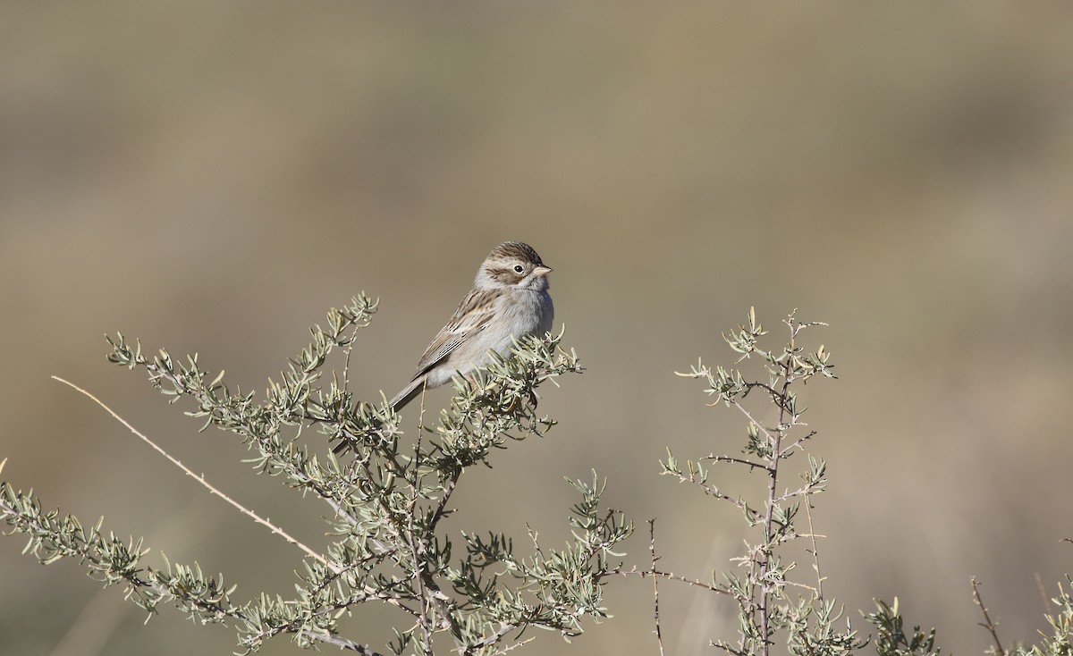 Brewer's Sparrow - Adam Vesely