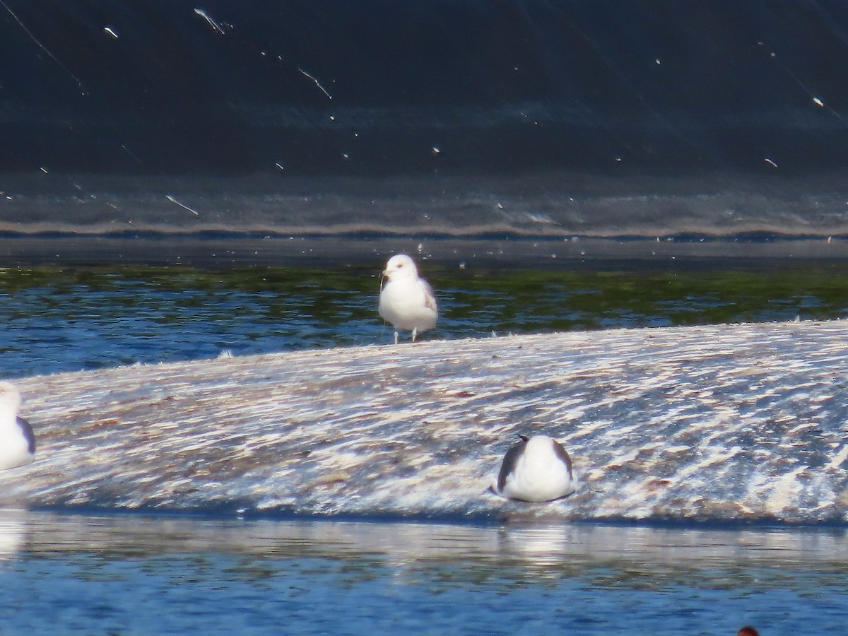 Common Gull - ML410125311