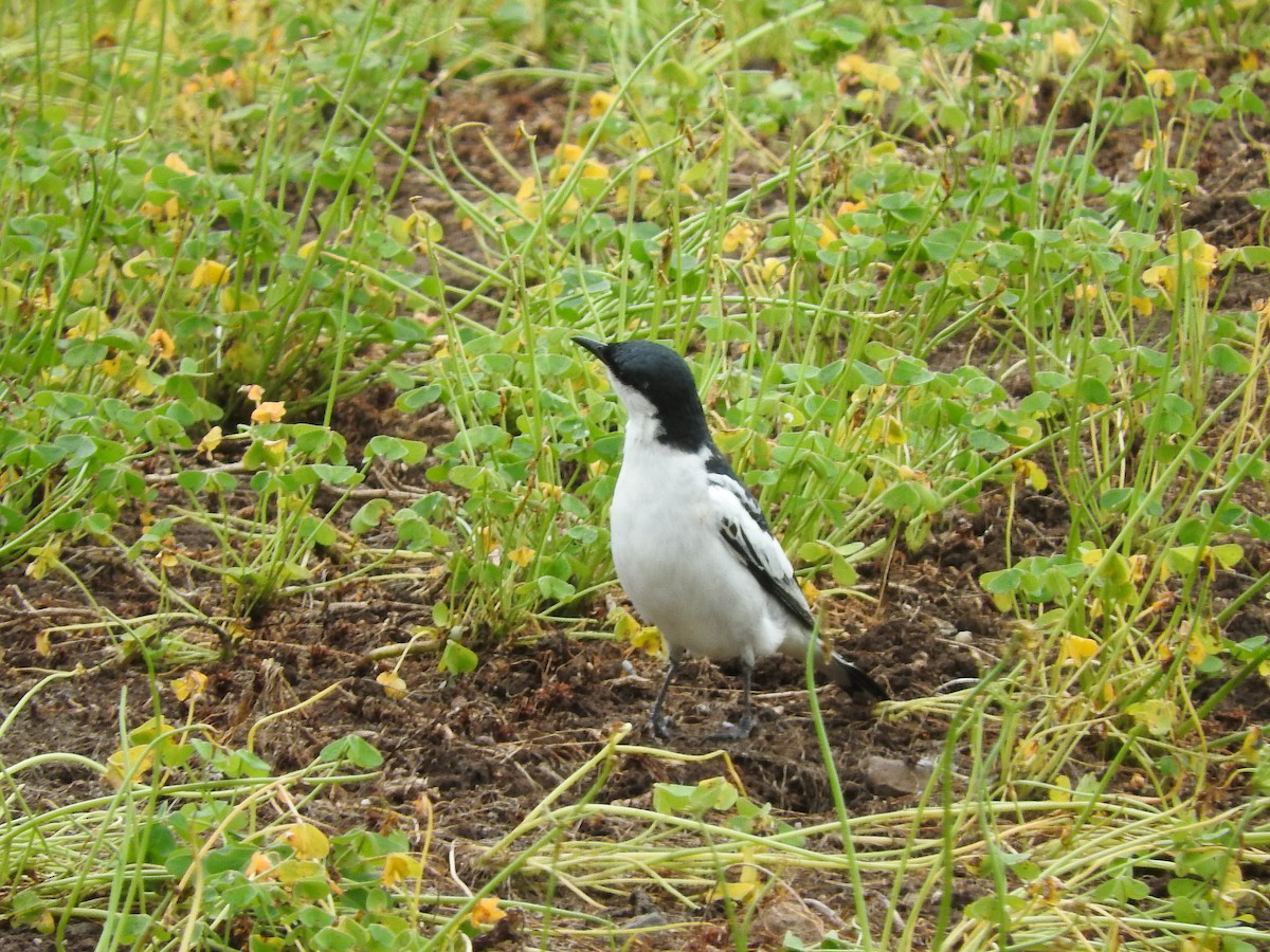 White-winged Triller - ML410125371