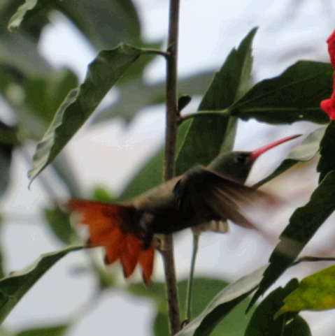 Rufous-tailed Hummingbird - ML410125631