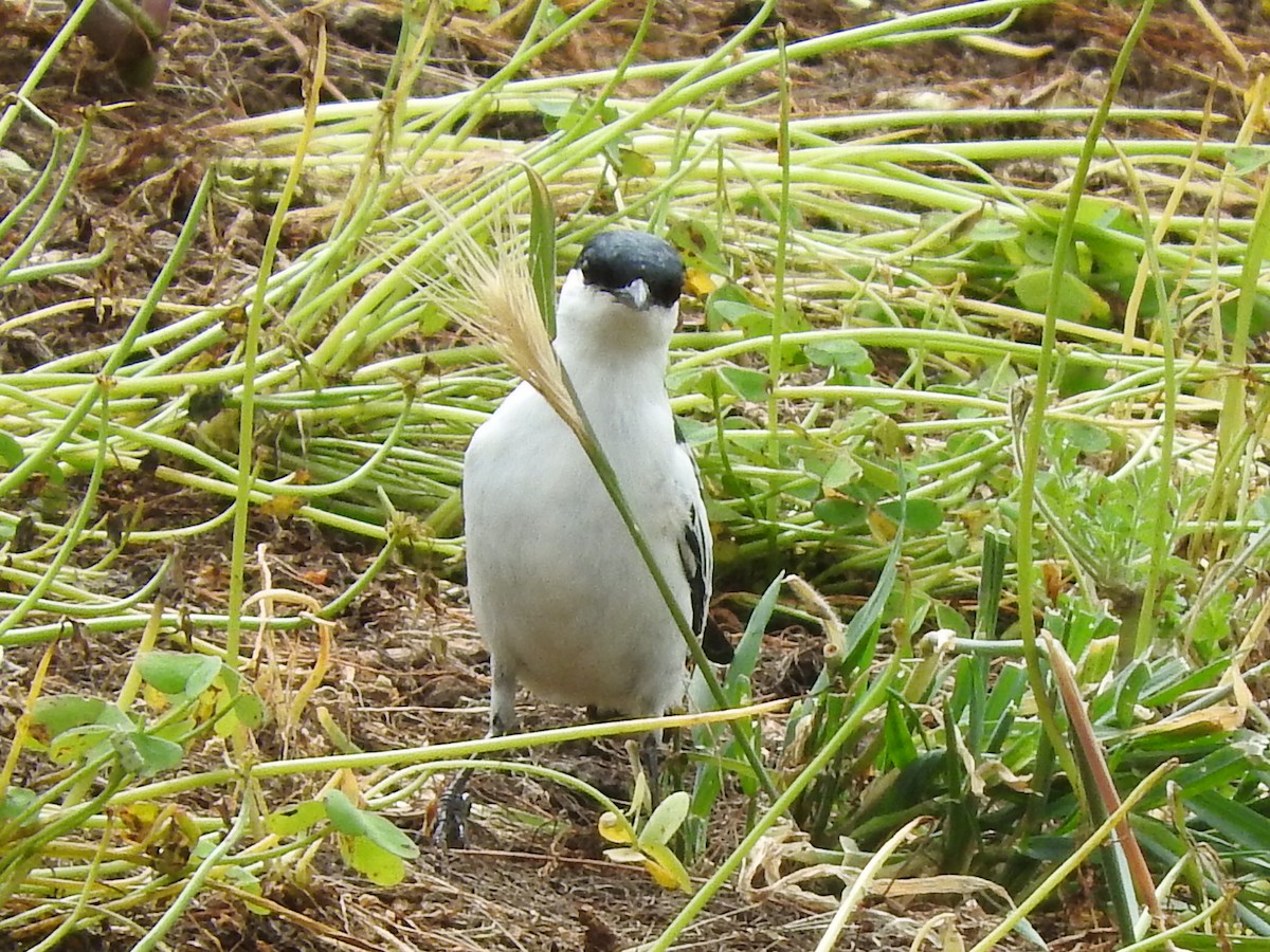 White-winged Triller - ML410125881