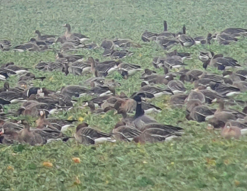 Хар толгойт галуу - ML410126591