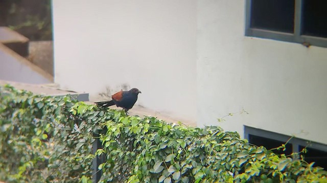Greater Coucal (Southern) - ML410127661