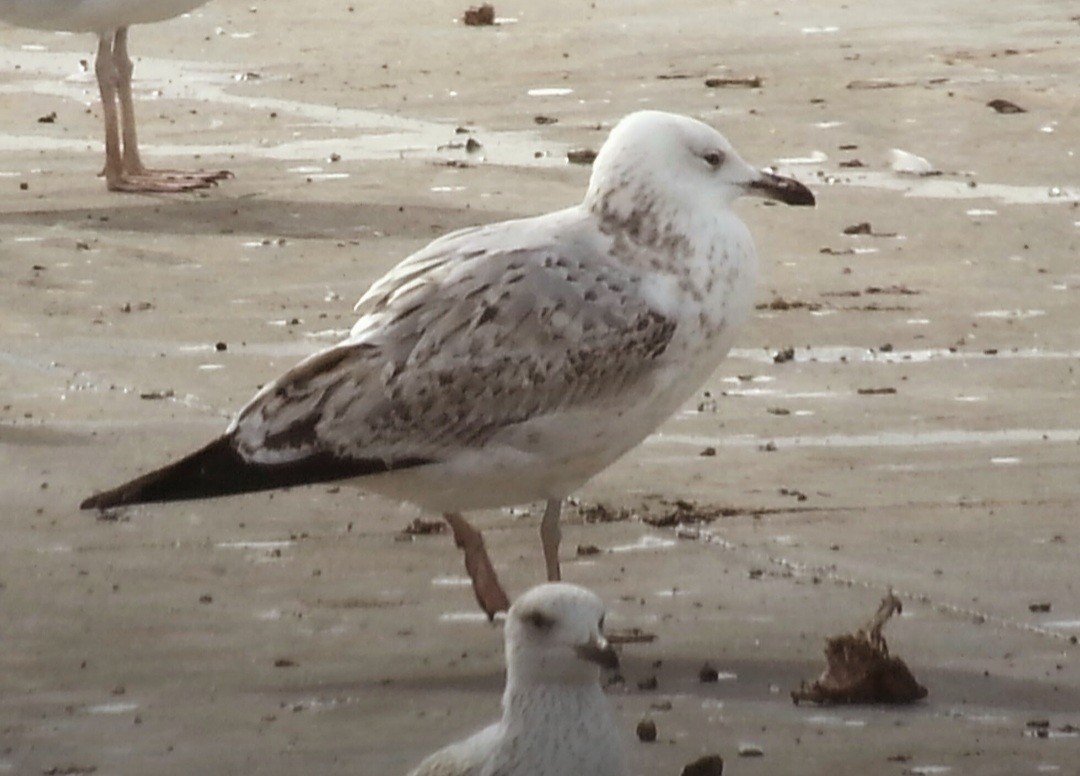 Caspian Gull - ML410129671