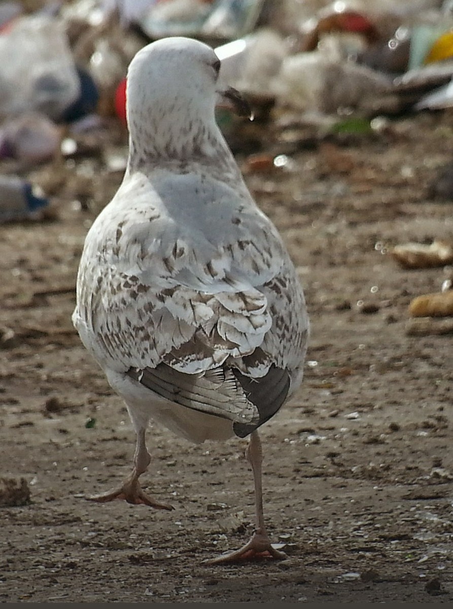 Caspian Gull - ML410129681