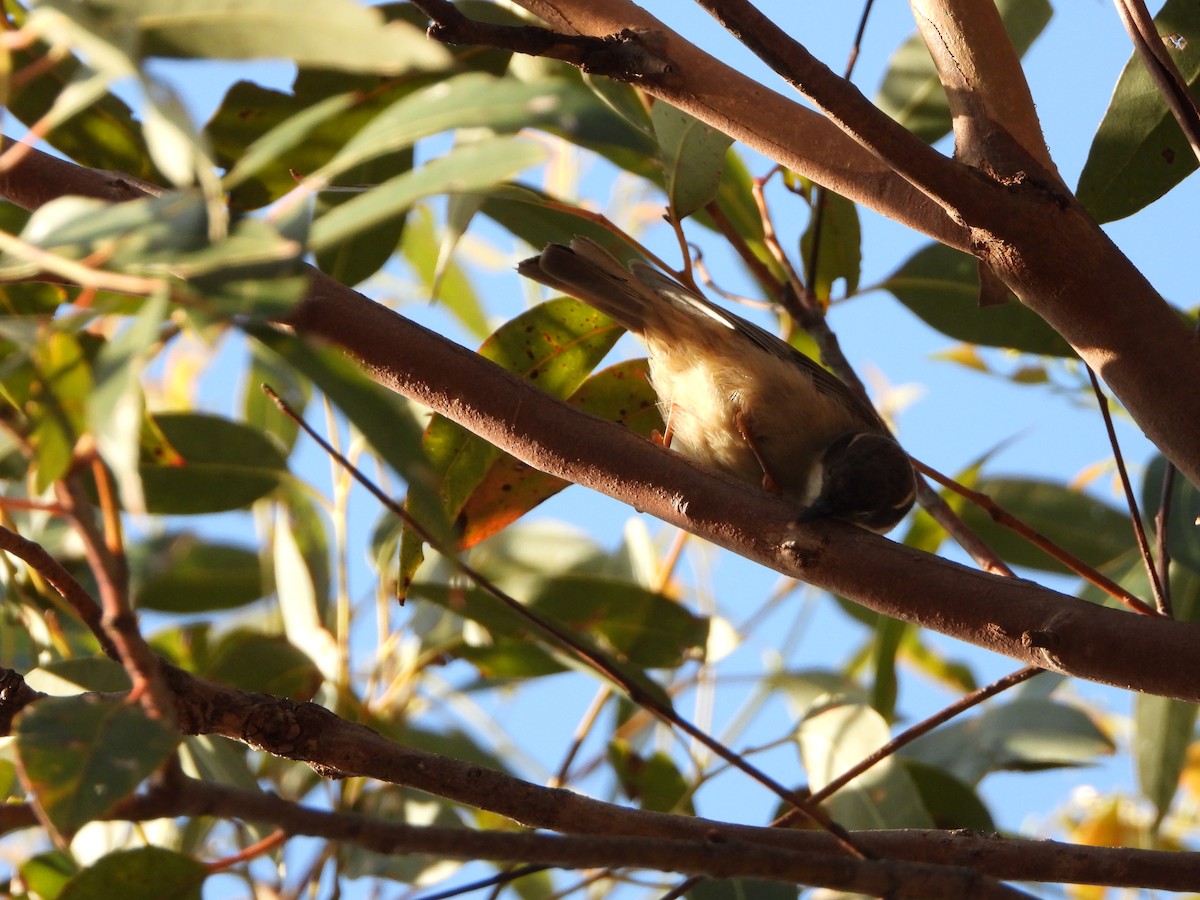 Brown-headed Honeyeater - ML410131511