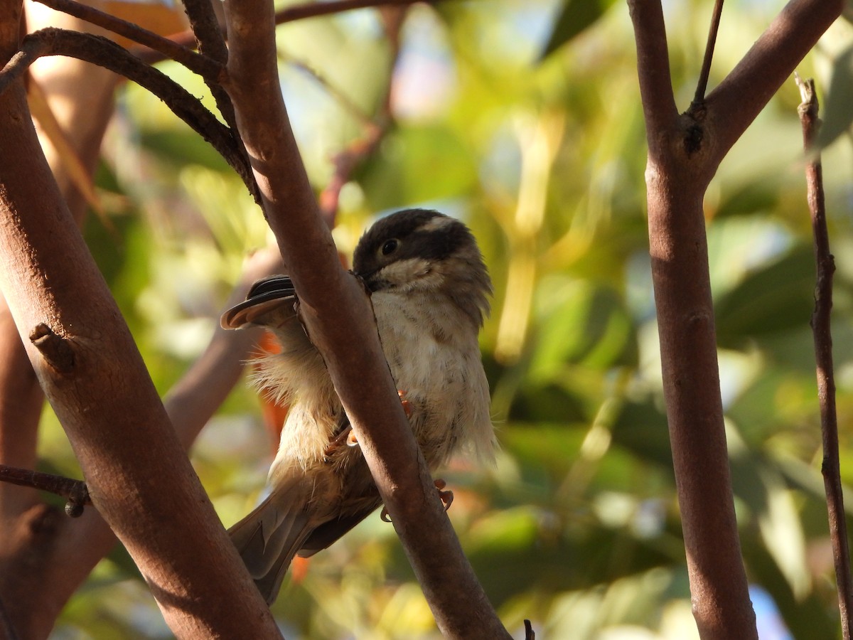 Brown-headed Honeyeater - ML410131531