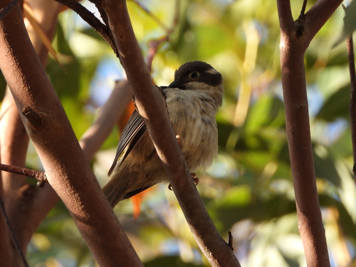 Brown-headed Honeyeater - ML410131571