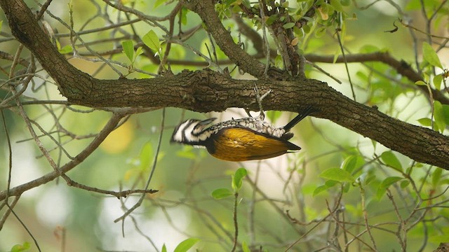 Common Flameback - ML410135091