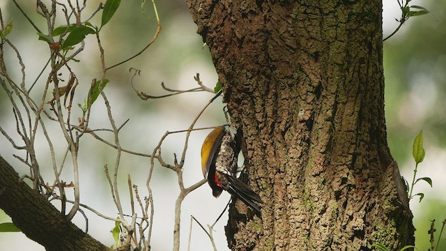 Common Flameback - ML410135111