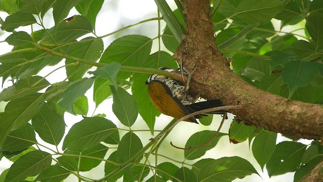 Common Flameback - ML410135121