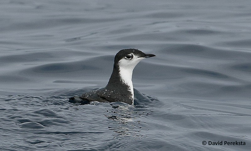 Mérgulo de Isla Guadalupe - ML41013551