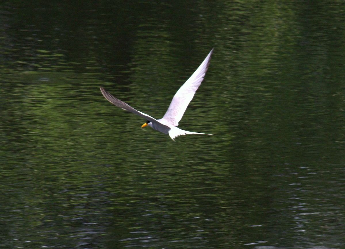 River Tern - ML410136511
