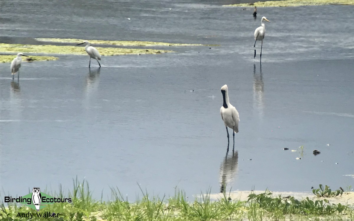 Royal Spoonbill - Andy Walker - Birding Ecotours