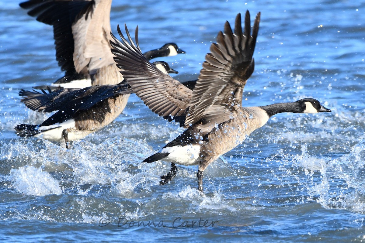 Canada Goose - ML410137391