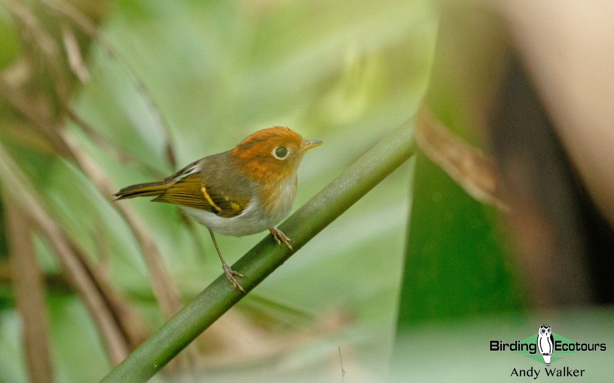 Sunda Warbler - ML410137411