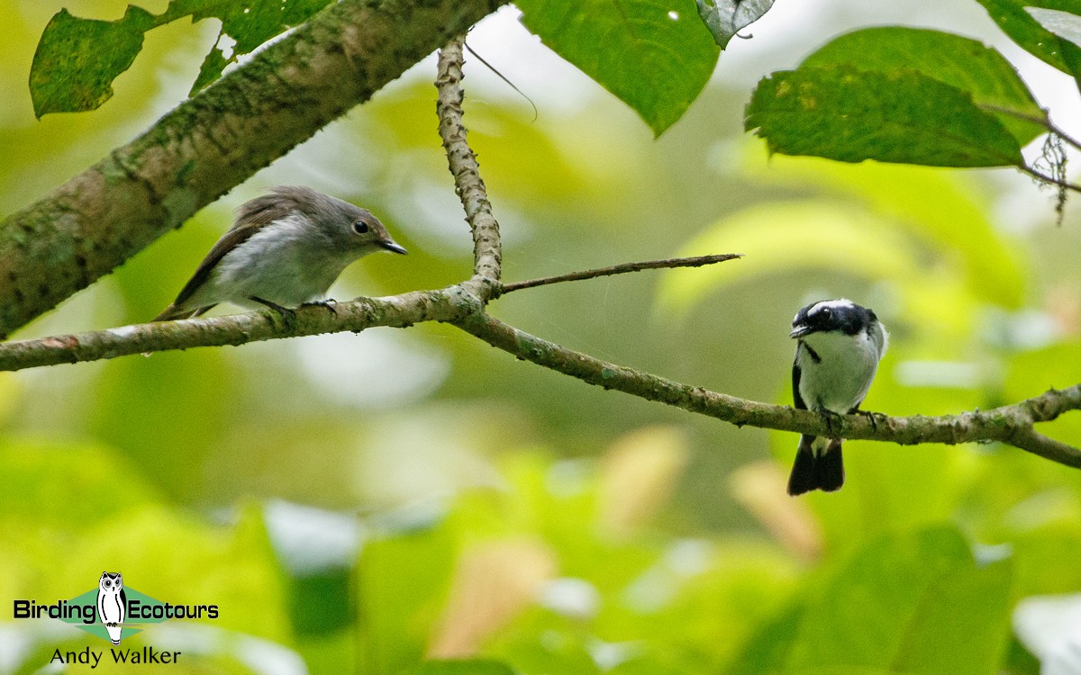 Little Pied Flycatcher - ML410137721