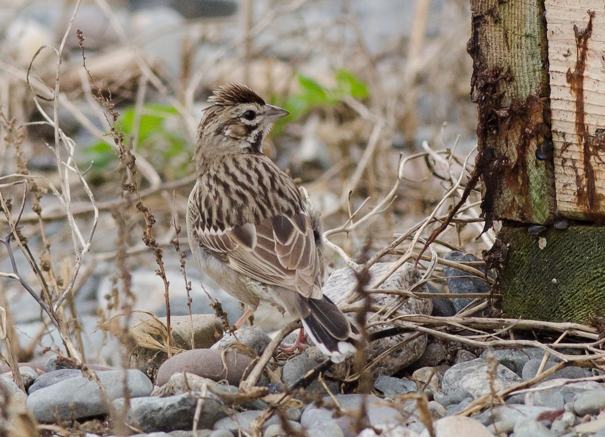 Lark Sparrow - ML41013871