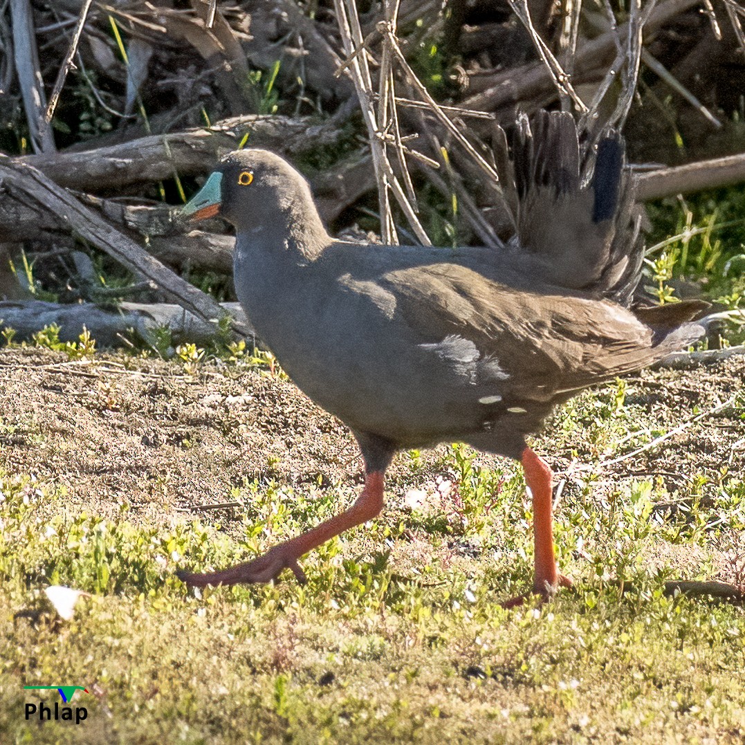 Black-tailed Nativehen - ML410138961