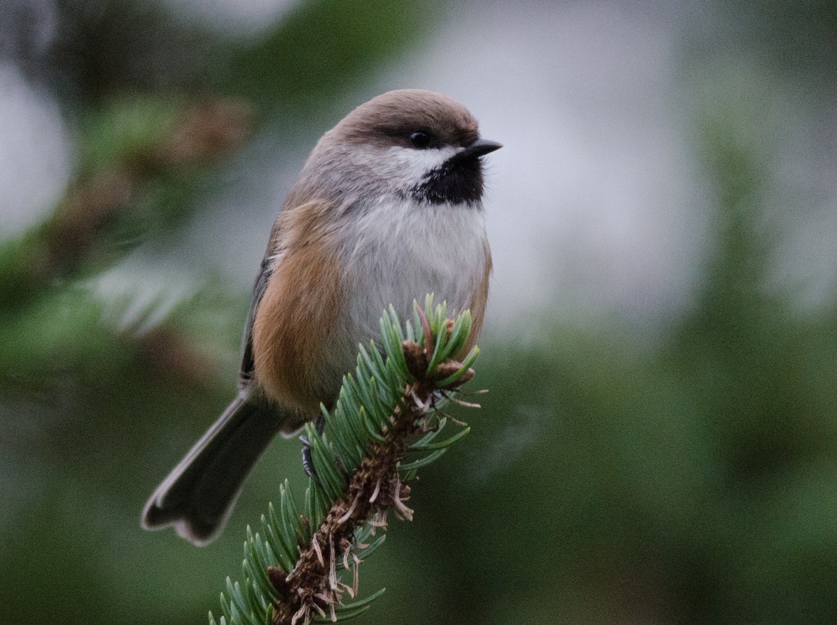 Mésange à tête brune - ML41013901