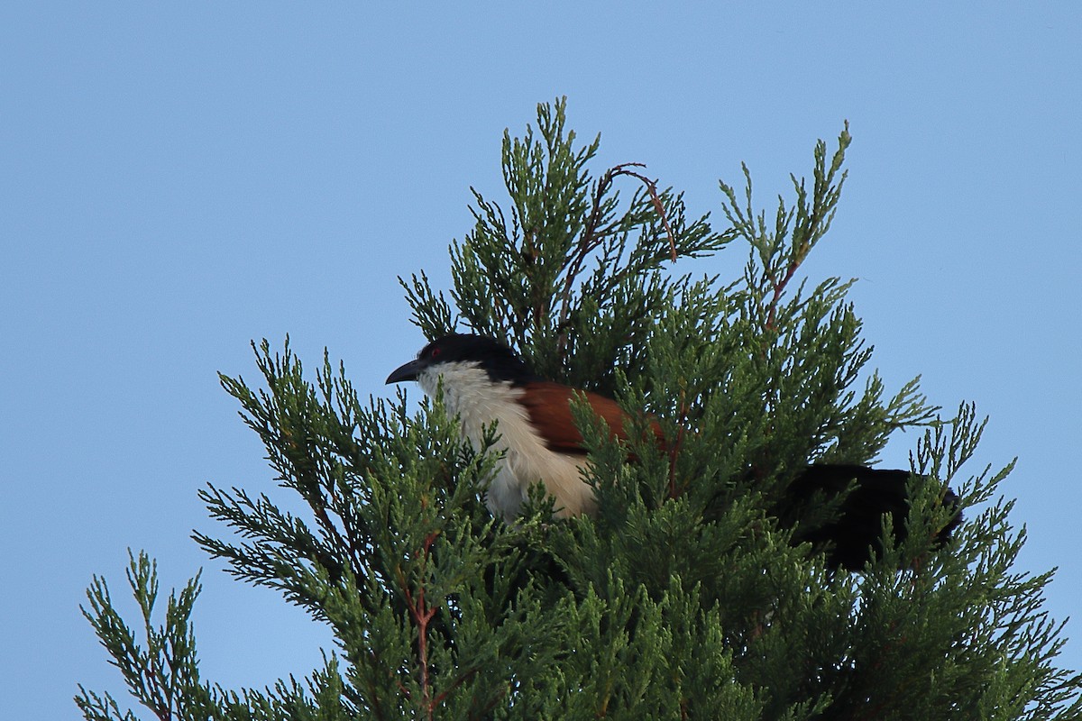 White-browed Coucal - ML410139701