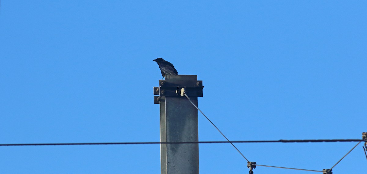 Carrion Crow - ML410140681