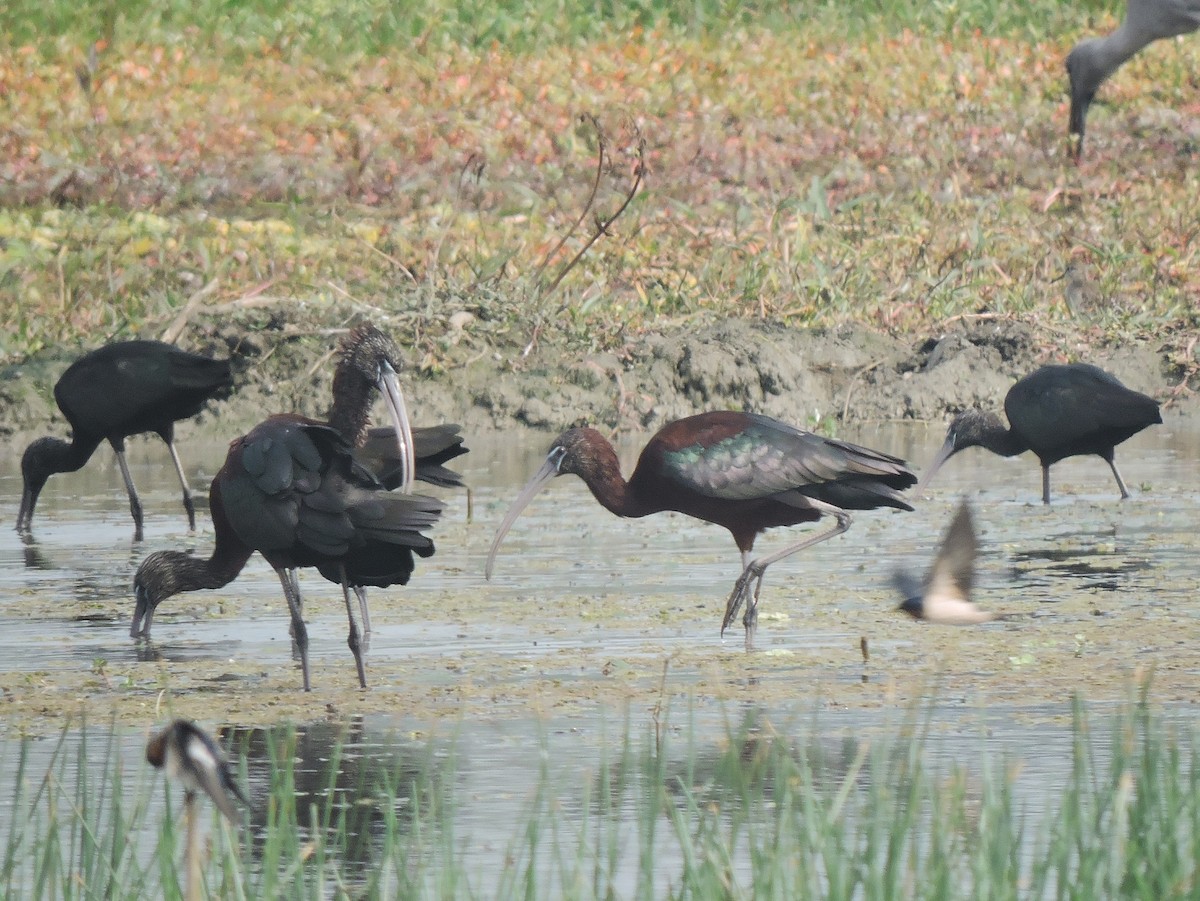 ibis hnědý - ML410142001