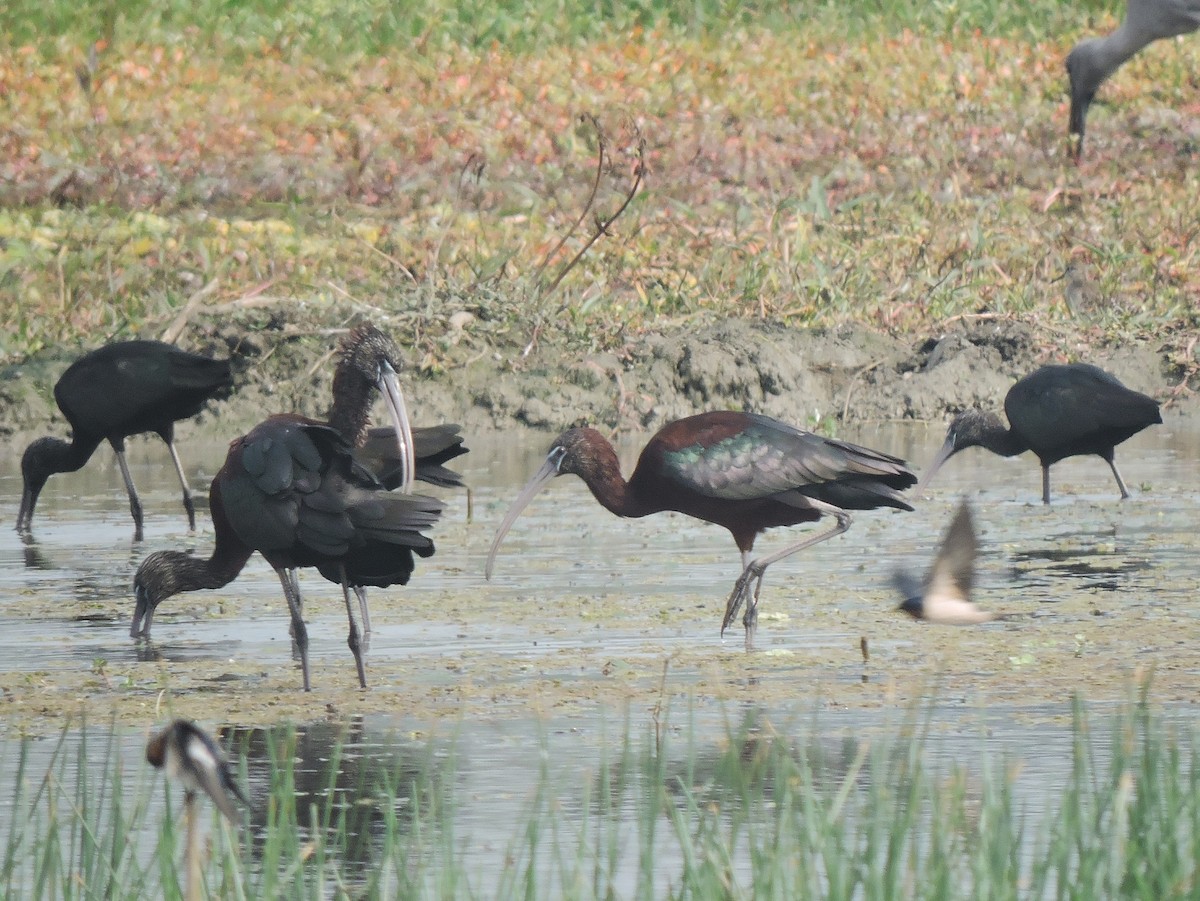 Glossy Ibis - ML410142001