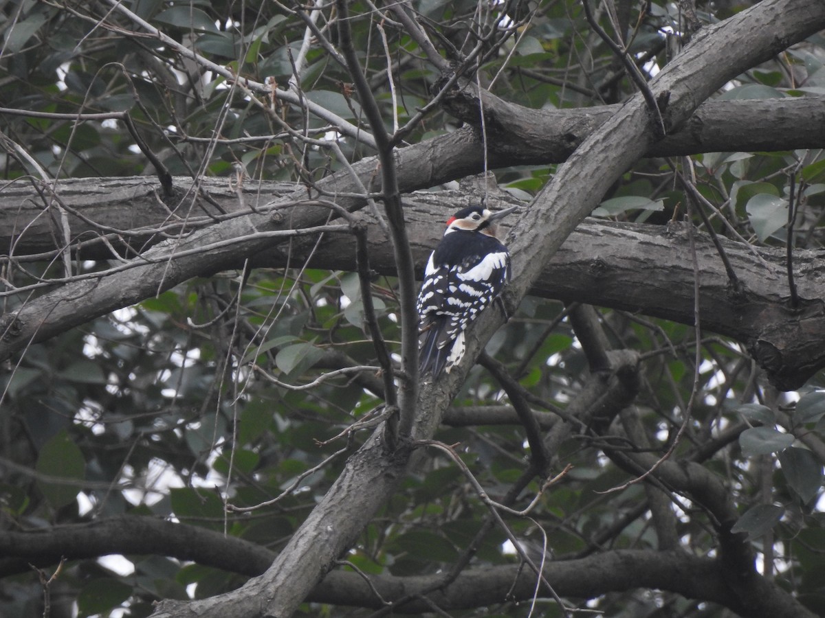 Great Spotted Woodpecker - Emma Hui