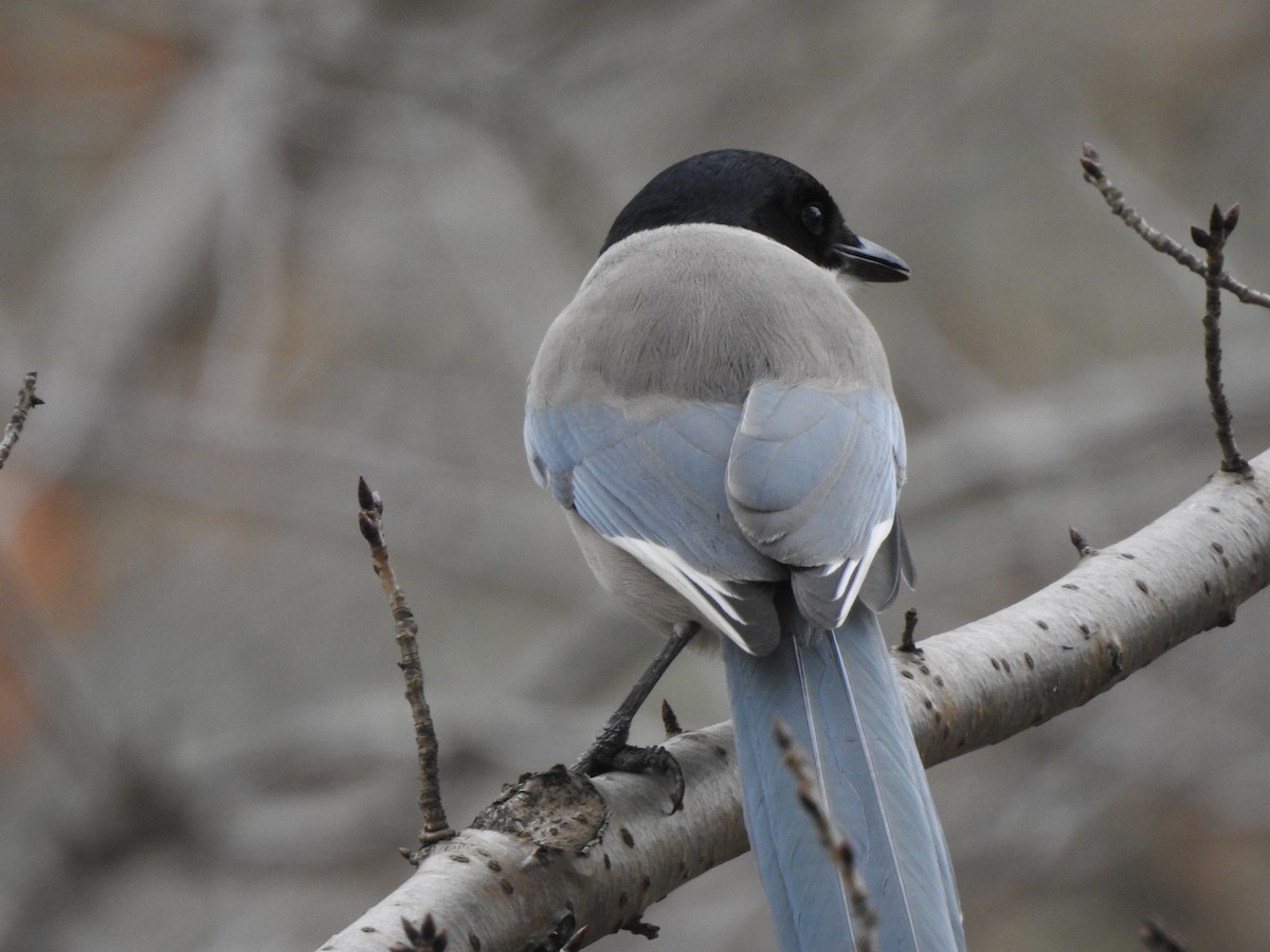 Azure-winged Magpie - Emma Hui