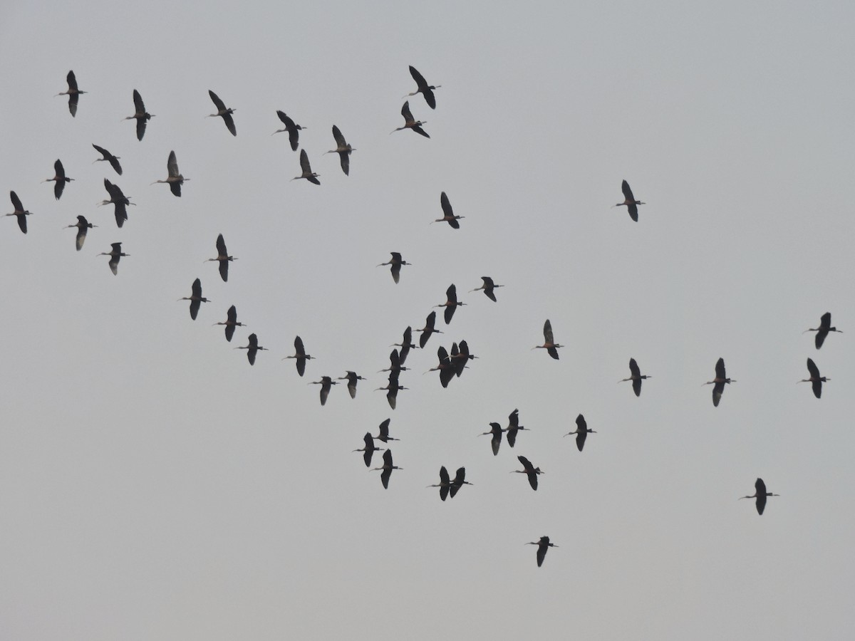 Glossy Ibis - ML410142061