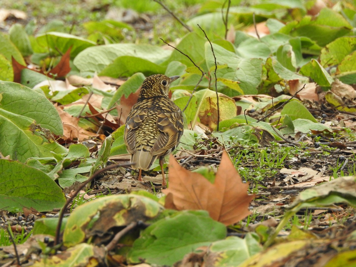 White's Thrush - Emma Hui