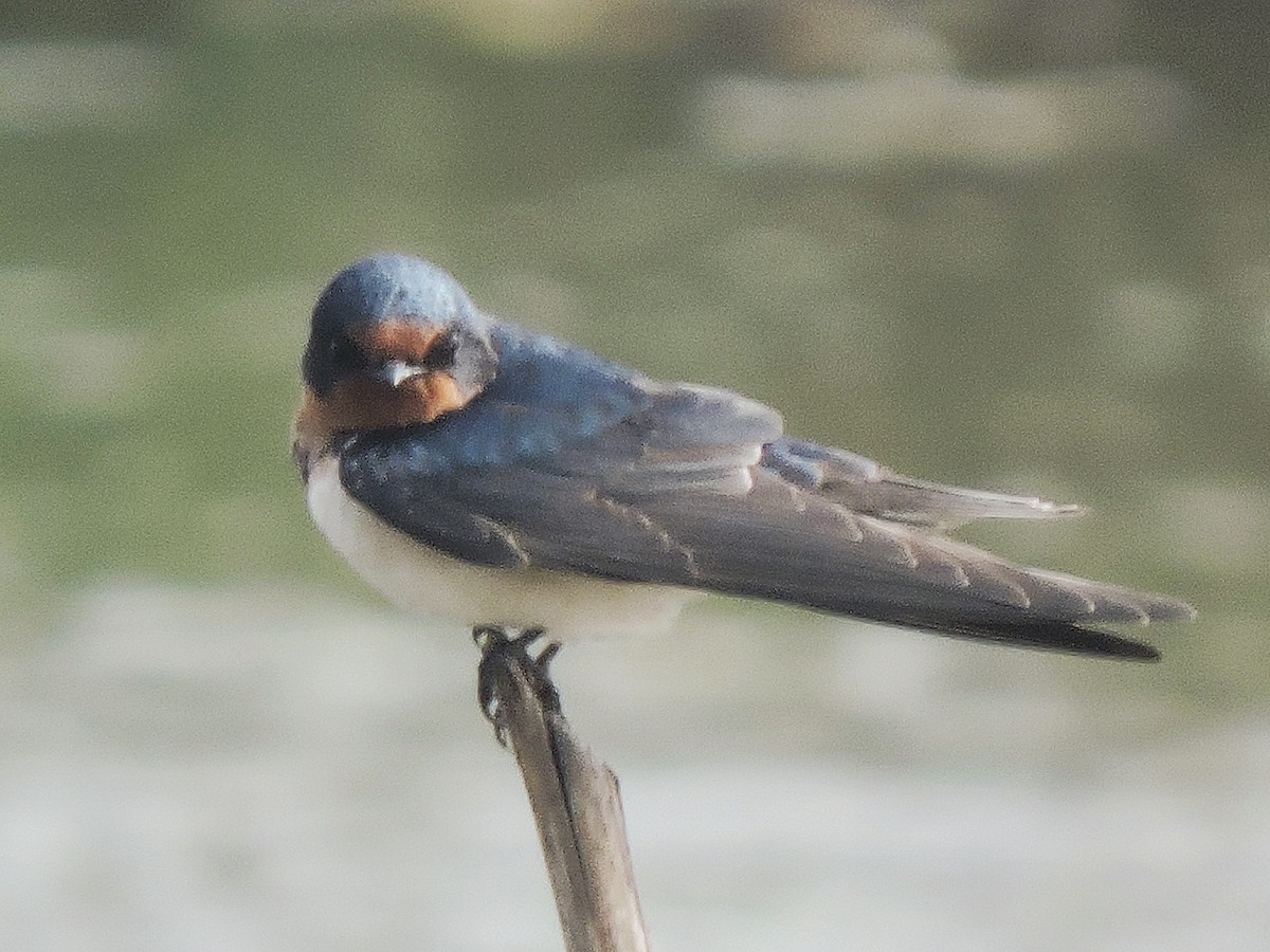 Barn Swallow - Subhajit Roy