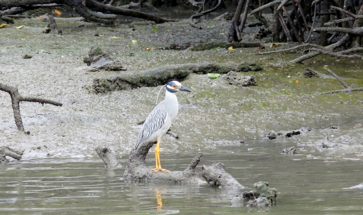 Yellow-crowned Night Heron - ML410144891