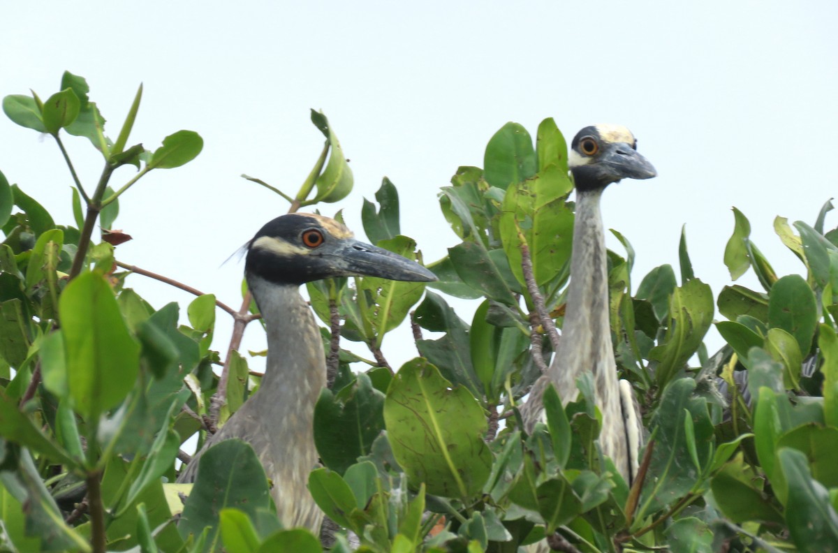 Yellow-crowned Night Heron - ML410144951