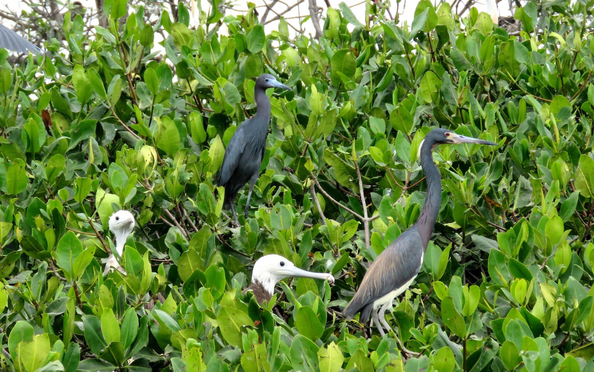 Little Blue Heron - ML410144961