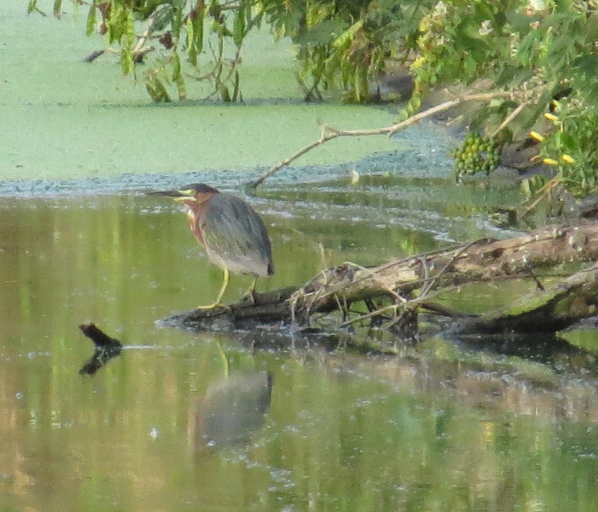 Green Heron - ML410145501